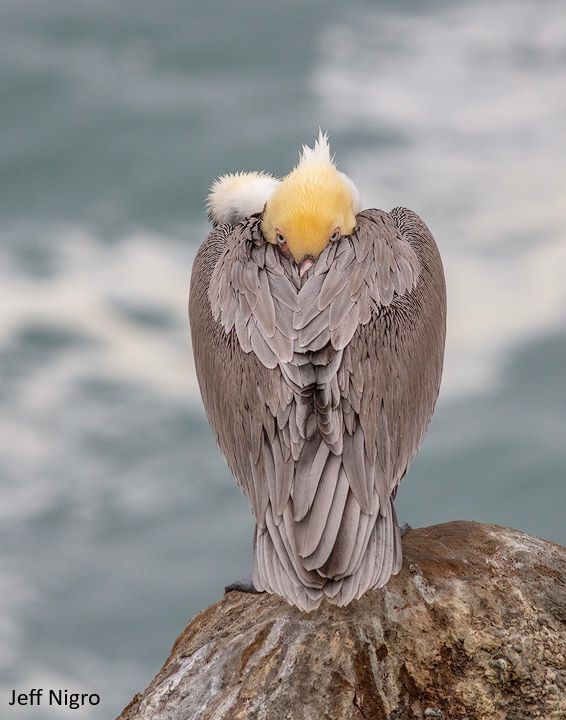 Photo of a brown pelican sitting on a rock. Its wings are wrapped around its body with only its eyes and head showing.
